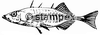 diving stamps motif 3700 - Fish
